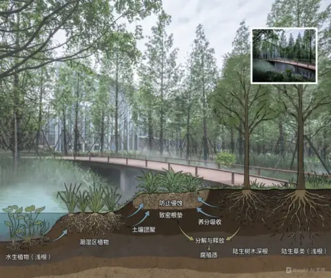 植物根系分布分析图